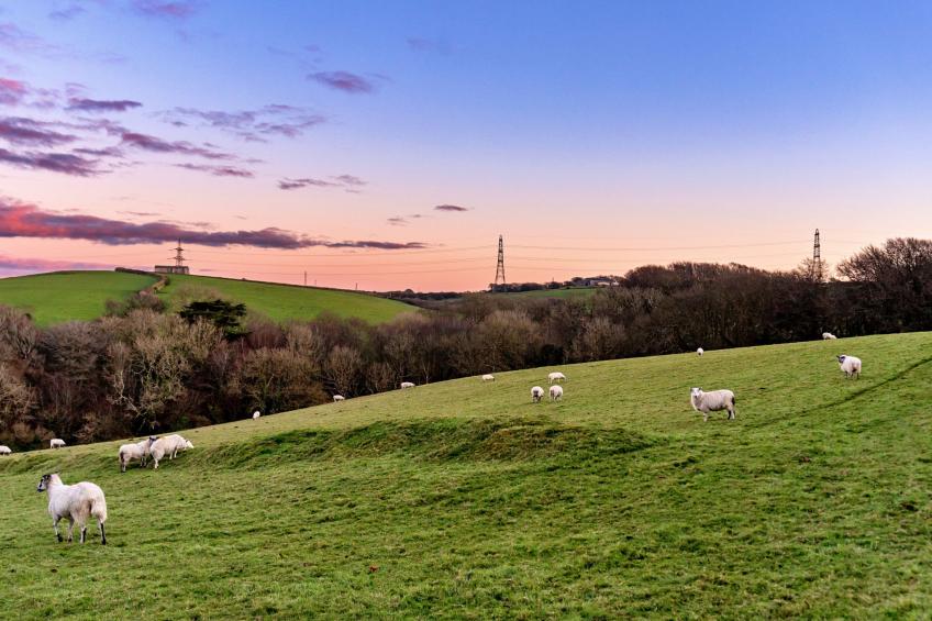Jenny Wren - foto 10