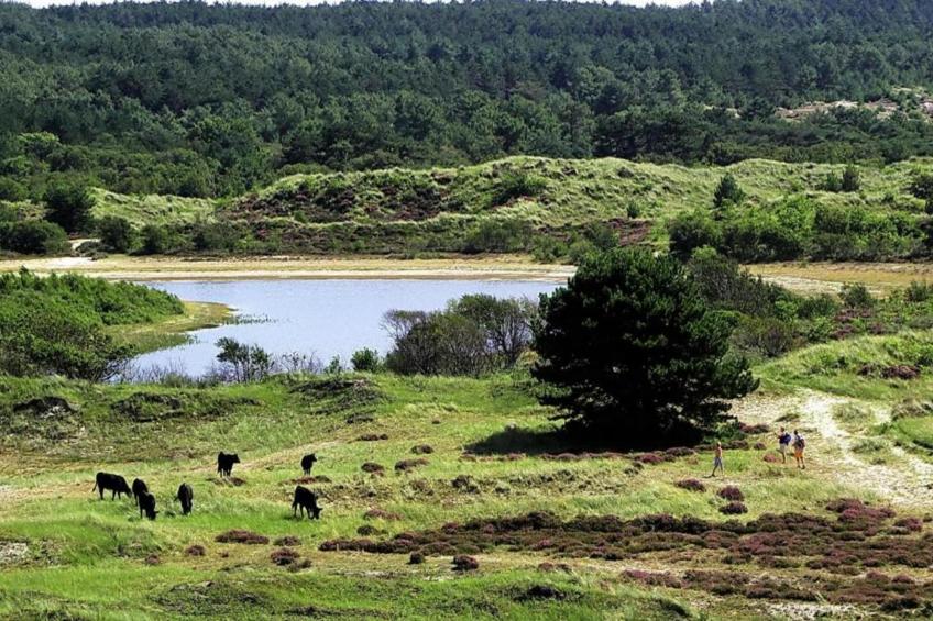 De Strandvogel - foto 35