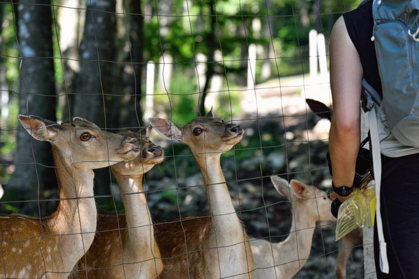 Chalet "Forest Hill" mit Hallenbad - foto 52