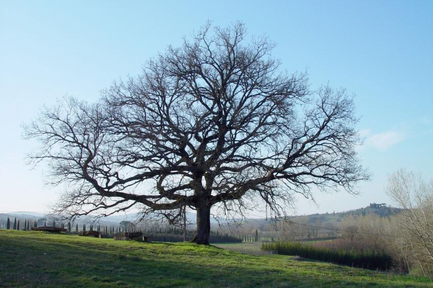 Wohnung in Sarteano mit Privatparkplatz - foto 19