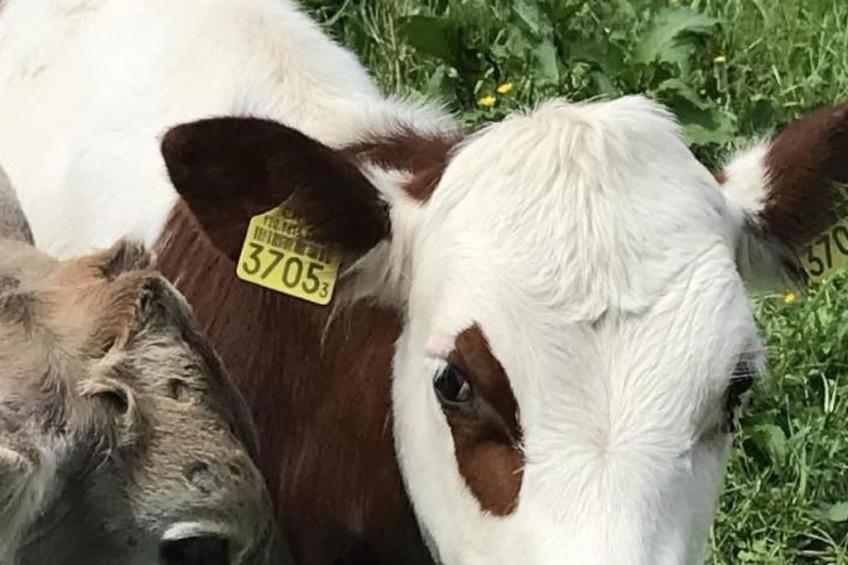 Villa Seelisberg mit Jacuzzi und Panoramablick - foto 47