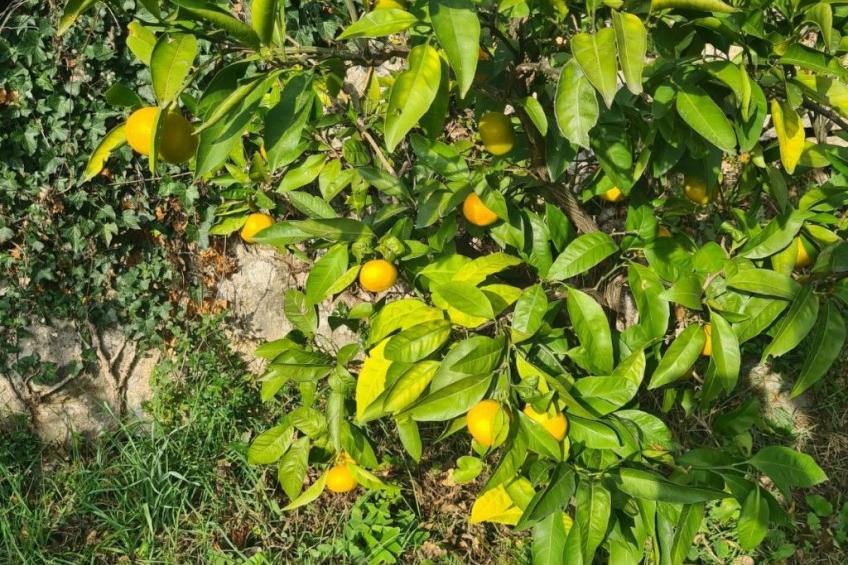 Villa Ella, traditionelles mediterranes Steinhaus - foto 27