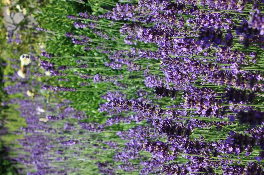 Wohlfühloase für Natur- und Gartenliebhaber - foto 47