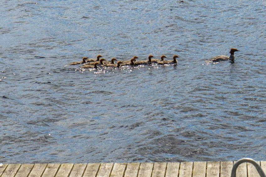 Schwedisches Glück, zwischen Wäldern und einem See - foto 37