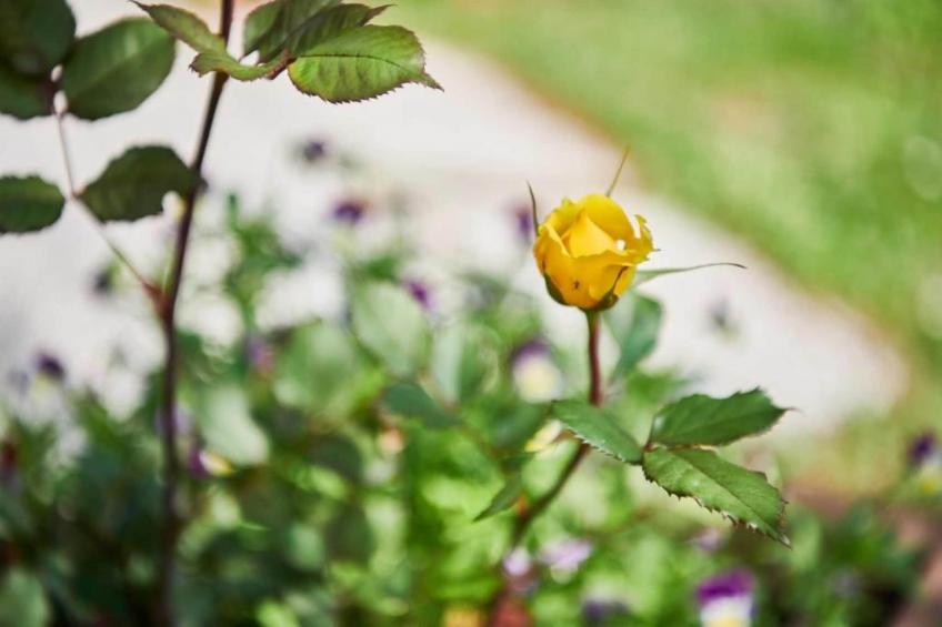 Les Balcons d'Auréa - foto 30