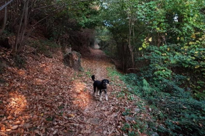 Casa Geissenstall - foto 11