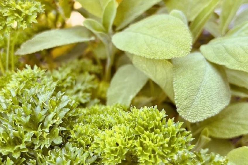 Alpaka-Ferienhaus Oenzlen - foto 18