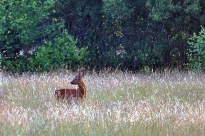 RCN de Jagerstee 3 - foto 38