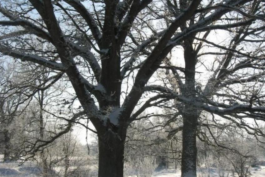 Idyllisches Bauernhaus in Småland - foto 27