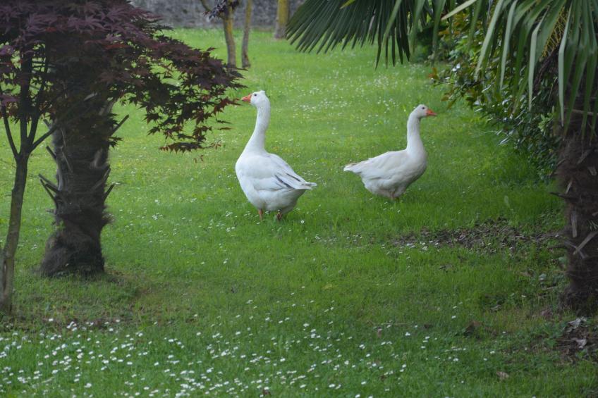 Apartment "Monika" - foto 15