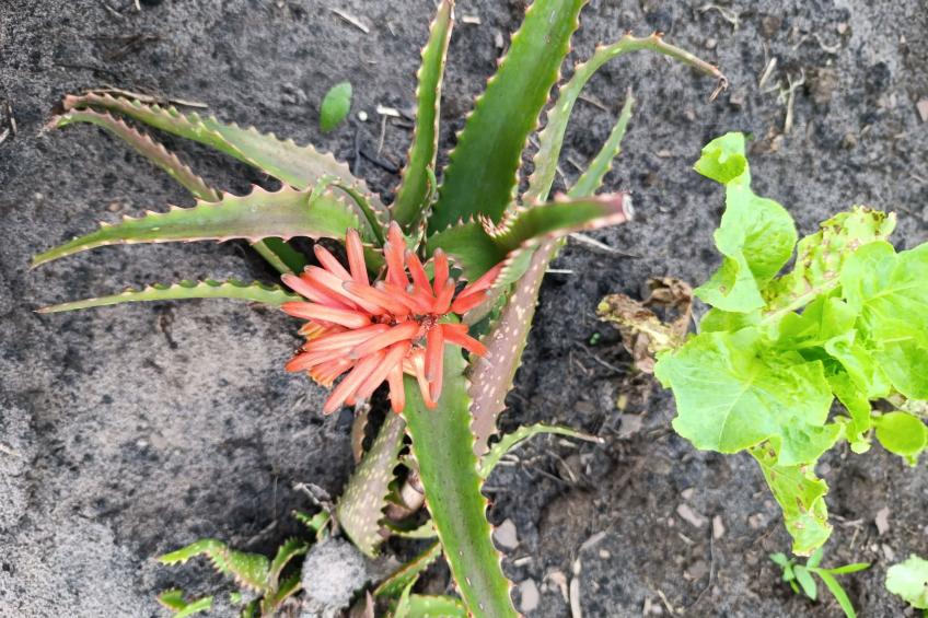 National Park View - foto 21