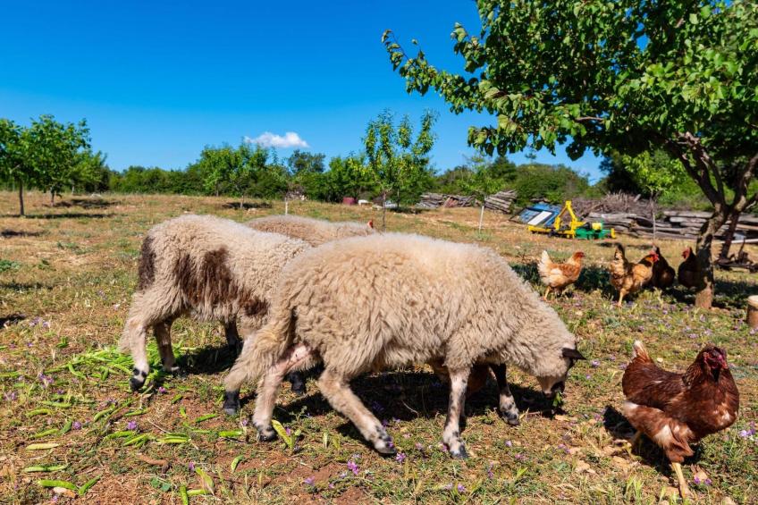 Holiday home Maria - foto 59