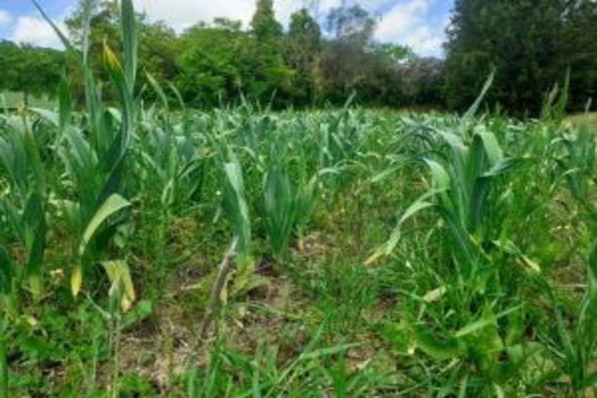 Poggio Casale - foto 30