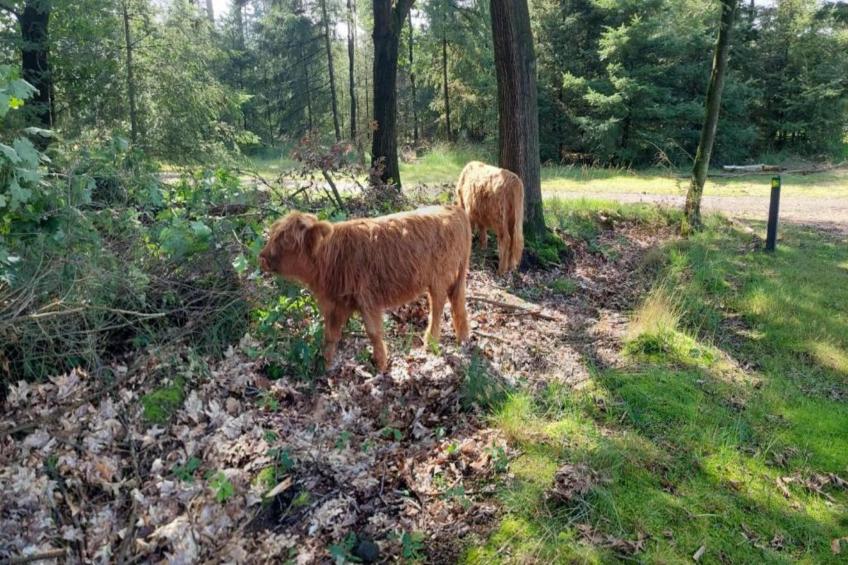 Park De Peel 3 - foto 30