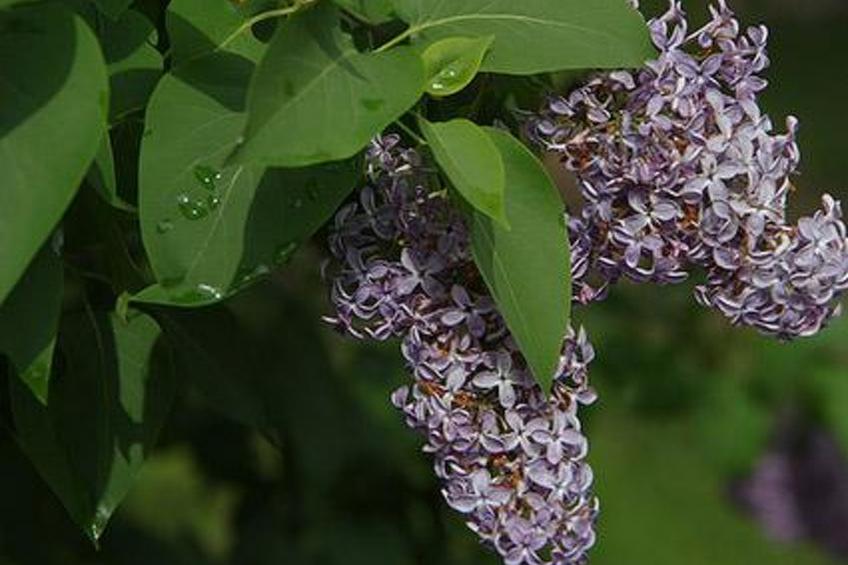 Villa vuorenpää - foto 29