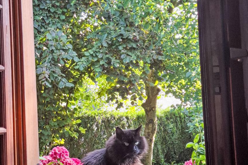 mit großem Garten in La Prée - foto 31
