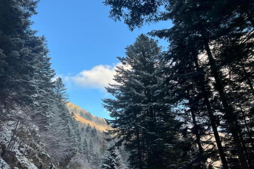 LA POMME DE PIN 2  Appartement avec terrasse - foto 27