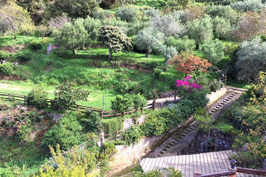 Flache Zeder - foto 27