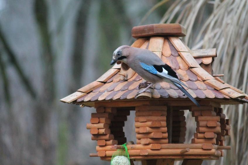 Bungalow Waldidyll - foto 24