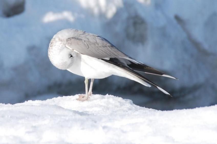 Schönes Ferienhaus mit Terrasse und Grill - foto 14