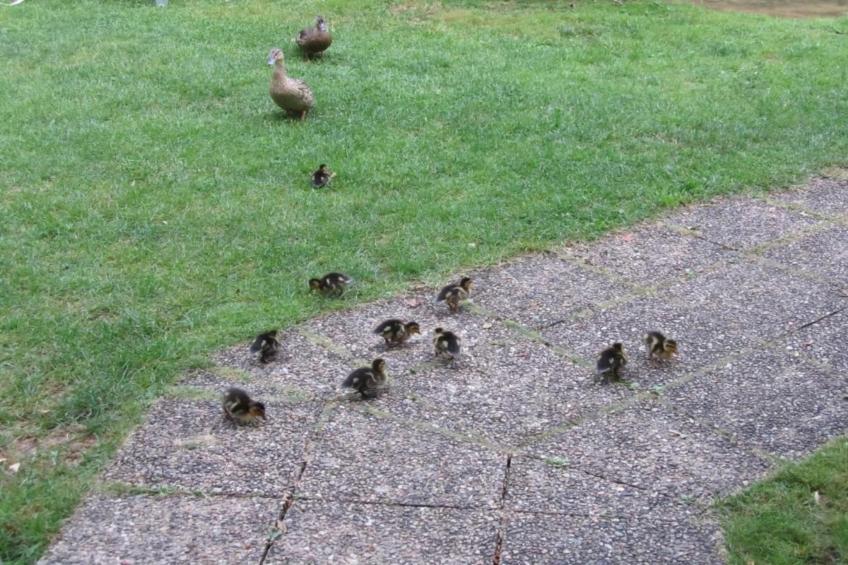 La Chaumière Deux - foto 30