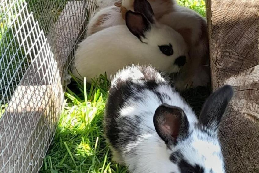 Hasenbüel - foto 34