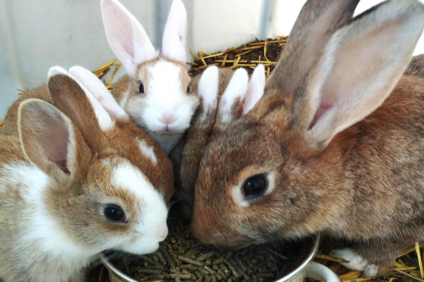 Karper studio - foto 21