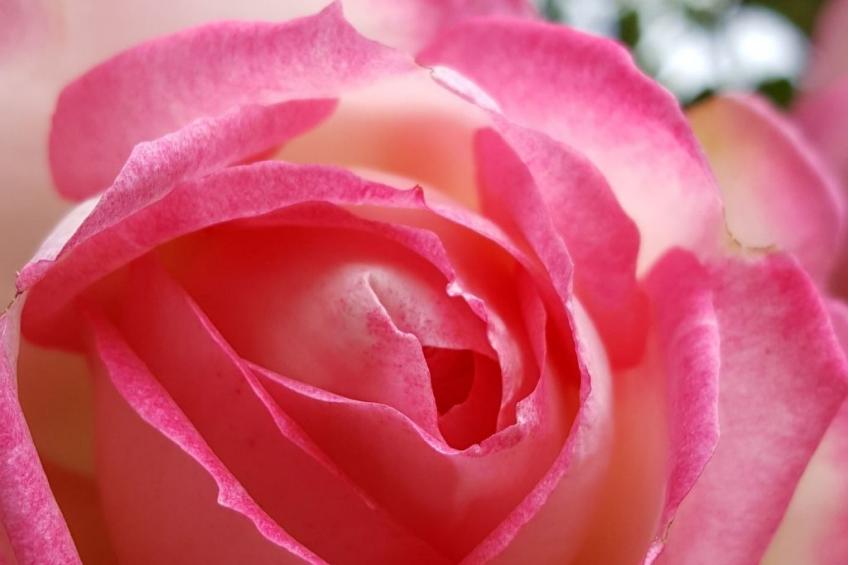 Appartement Apollo in der Wohlfühloase am Trausdorfberg mit Sauna Whirlpoolnutz - foto 17