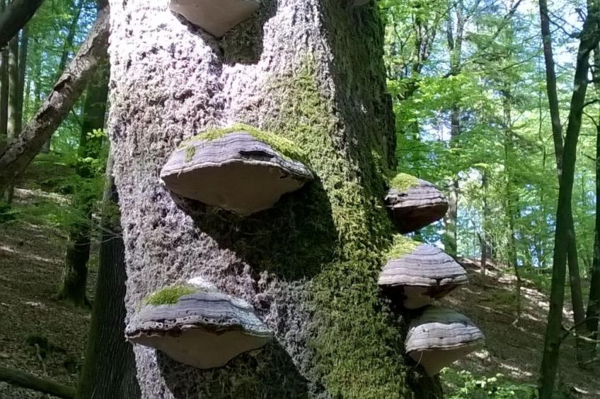 Wohnung du Coucou in Lichtenberg - foto 38