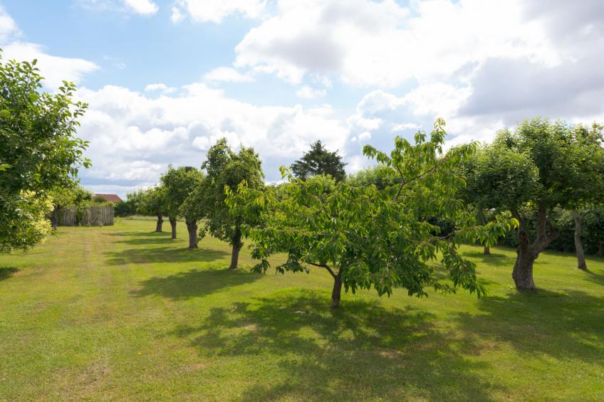 Walltree House - foto 22