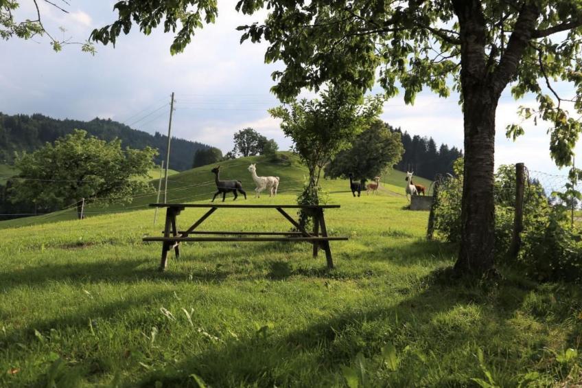 Tiererlebnishof Windegg - foto 28