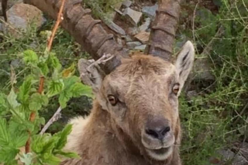 Chesa Andrea, EG - foto 32