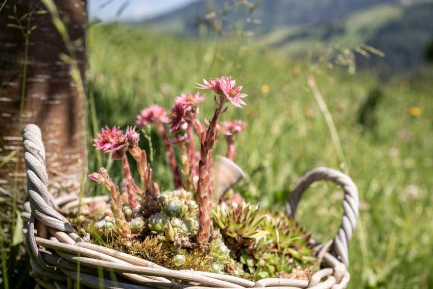 Haldenhof Schwizer - foto 34