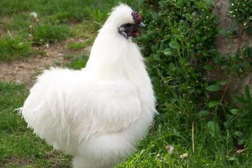 Zu den drei Schönen - foto 14