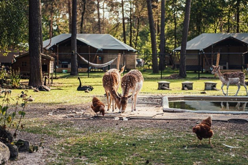 Timber-Lodge - foto 7