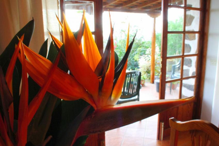 Casa Tanausu - Typisch kanarische Ferienunterkunft - foto 10