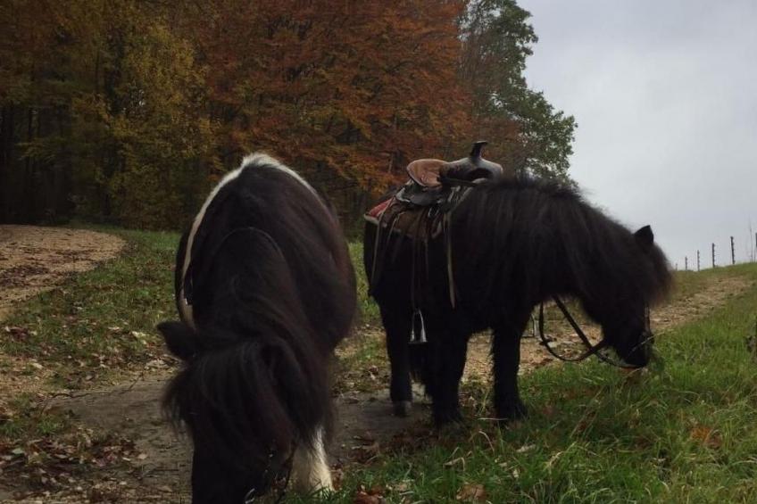 Chalet Staufenhof - foto 16