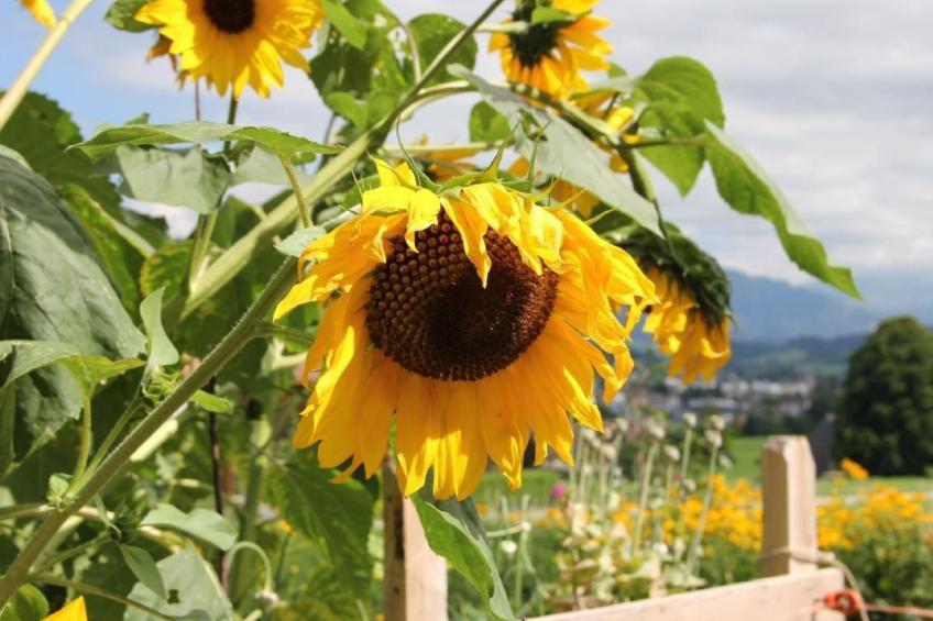 Scheftenau - foto 19