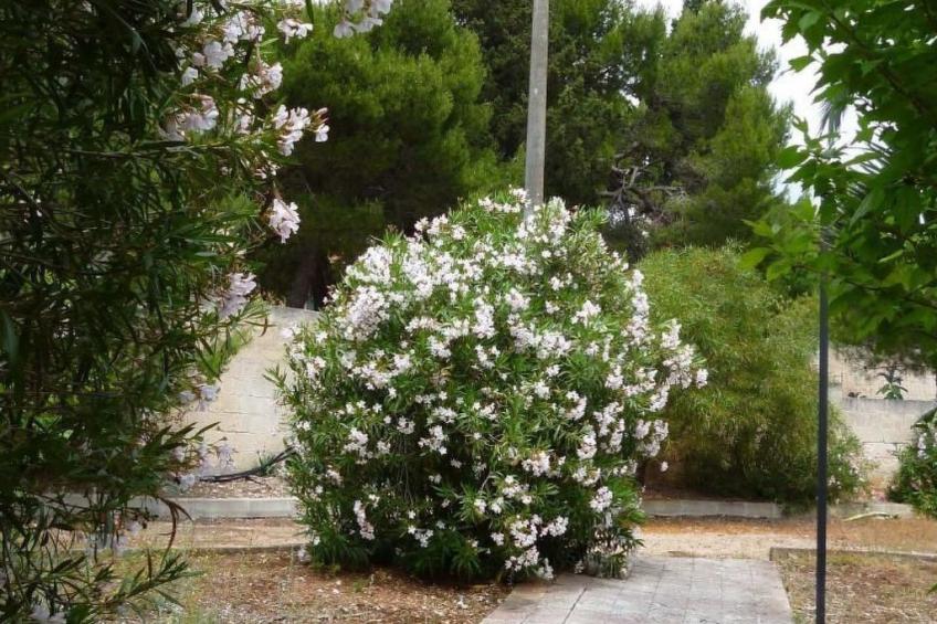 Wohnung in einer Residenz, nur wenige Meter vom Meer entfernt - foto 17