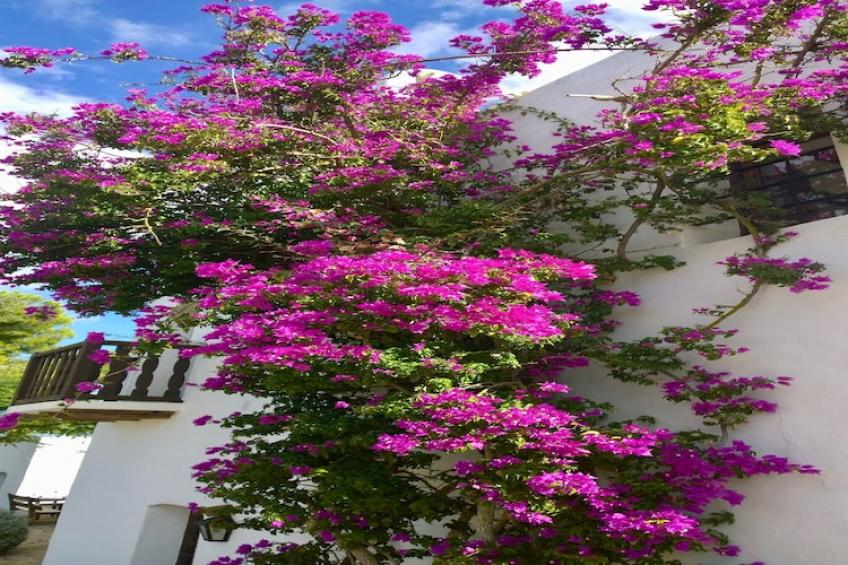 Finca Planetas - foto 66