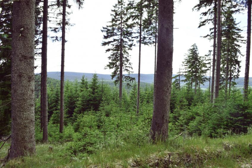 Möhrenbach - foto 37