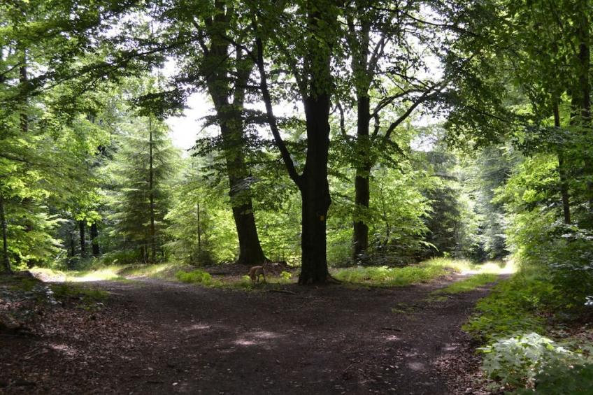 307197 - foto 14