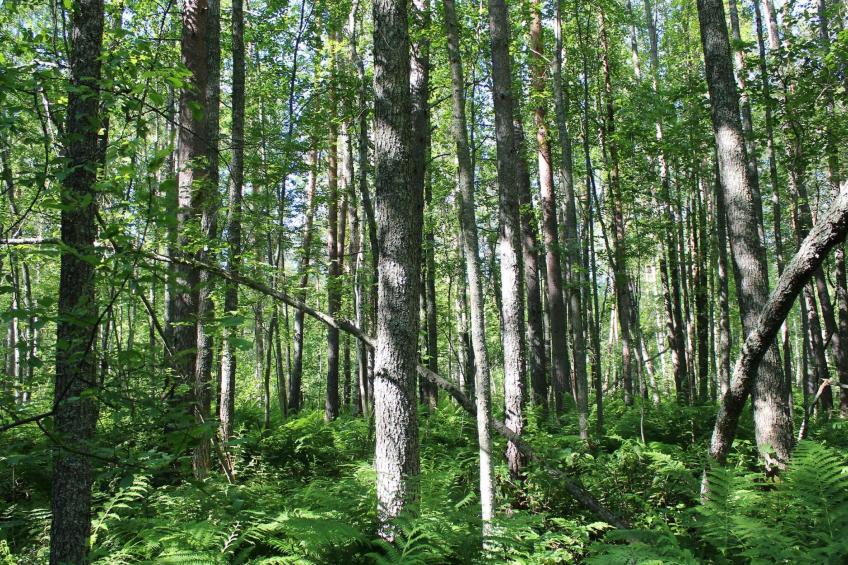 Rääkkylä, villa raita - foto 23