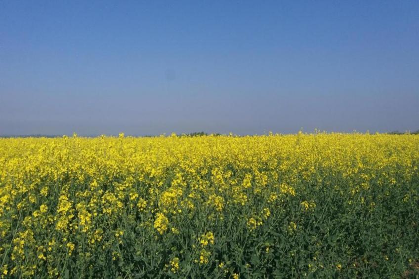 Wisteria at the Rookery - foto 30