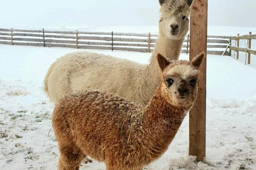 Zillendorf 2 - foto 16