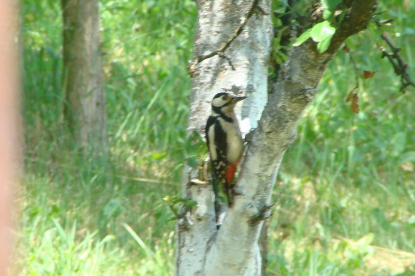 in Puska mit Offenem Kamin - foto 29