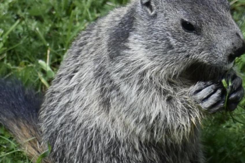 Chalet Le Murmure du Torrent - foto 40