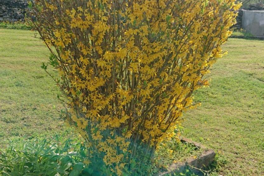 Das Haus im Wald - foto 42