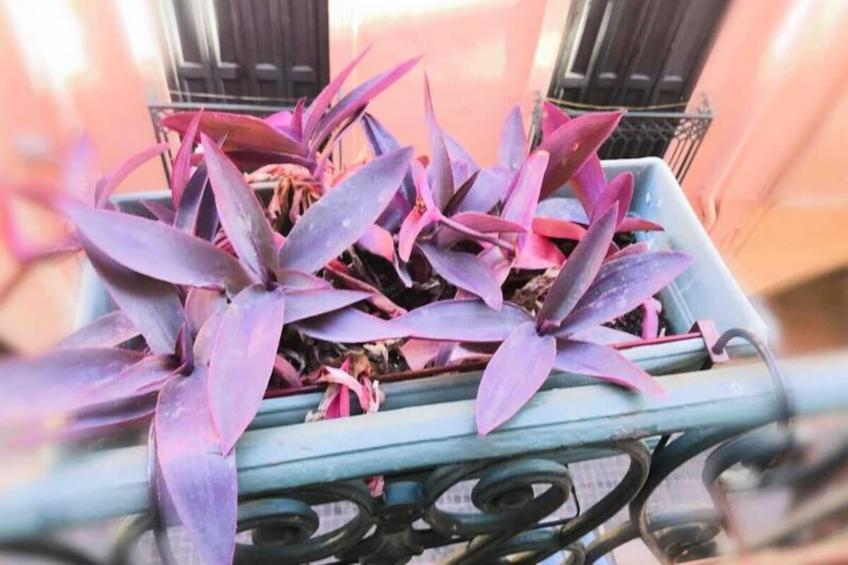 Résidence St Vincent - foto 30