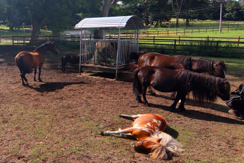 Haus Oliver 200 qm / 1-4 Personen - foto 23